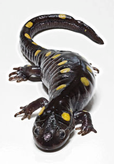 Spotted salamander, a glossy black amphibian with rows of yellow spots.