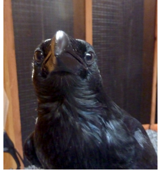 Close-up of a glossy black crow looking up at the camera.