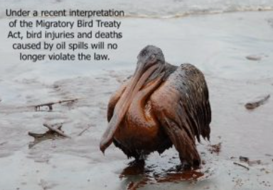 Oil-soaked pelican on a beach, with text saying bird injuries and deaths from oil spills will no longer violate the Migratory Bird Treaty Act.