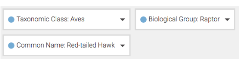 Three segments applied at once: taxonomic class Aves, biological group Raptor and common name Red-tailed Hawk.