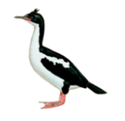 Illustration of a black-and-white cormorant standing on pink feet.