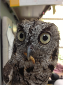 Close-up of a gray screech owl with wide yellow eyes.